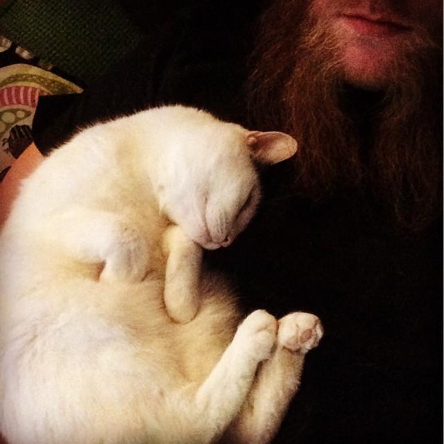Sleeping grace. #catcontent